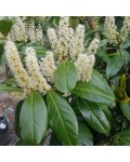 Лавровишня лікарська Новіта | Prunus laurocerasus Novita | Лавровишня лекарственная Новита